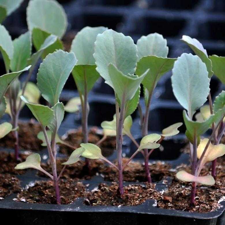 Подкормка капусты в открытом грунте: когда и какие удобрения использовать