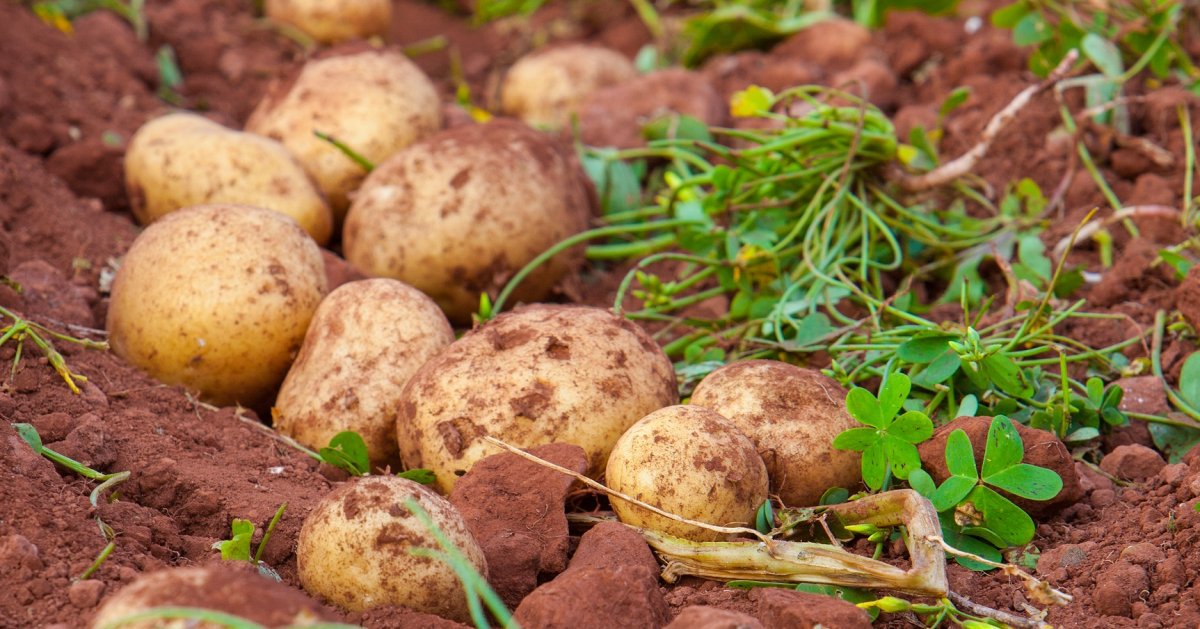 Что сеять после картофеля на следующий год – список культурных растений