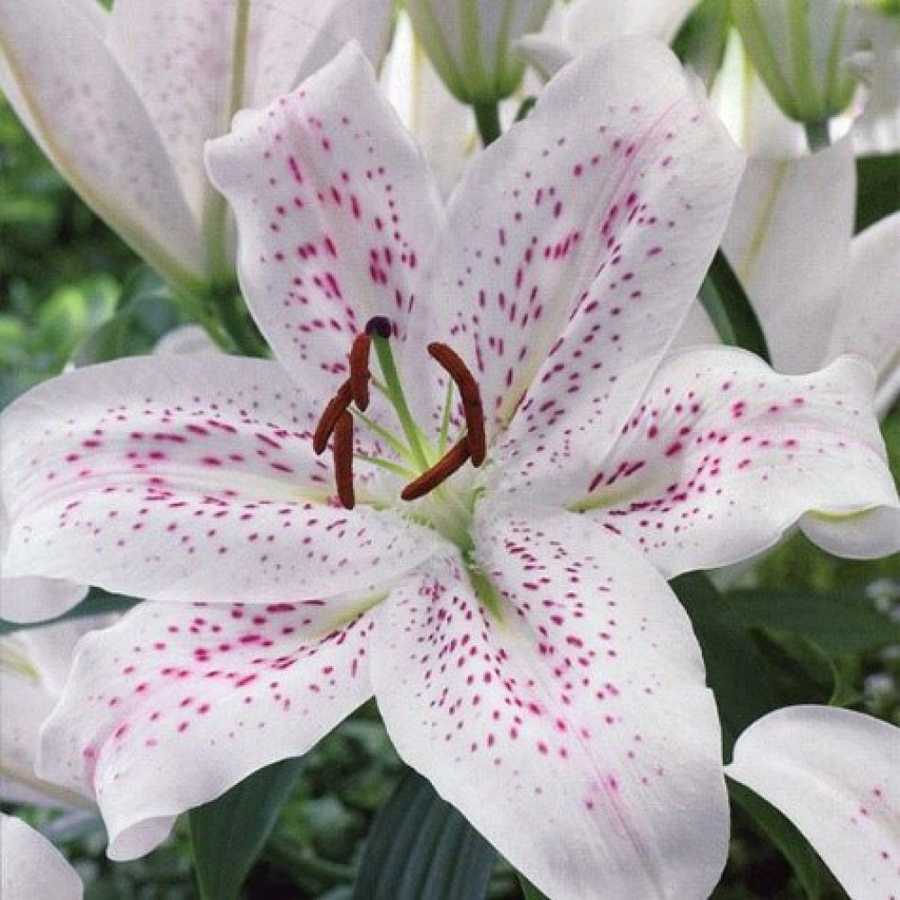 Лилия цветок - уход и выращивание: виды и сорта лилии домашней на фото