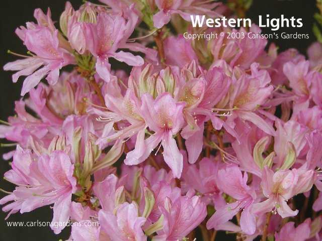 Рододендрон вестерн лайтс: описание внешнего вида азалий, таких как prinophyllum northern hi-lights, western, падуболистный норзерн хайлайтс, уход за ними