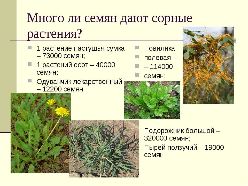 Найболее распространенные сорняки в саду: классификация, вред и польза сорных растений