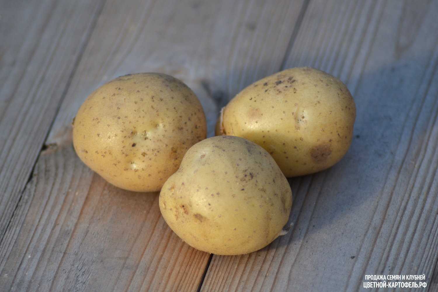 Уладар картофель характеристика