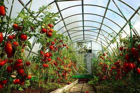 Схемы посадки томатов в теплице, включая уплотненную (загущенную), нюансы для индетерминантных сортов помидоров, описание, на каком расстоянии должны быть кусты