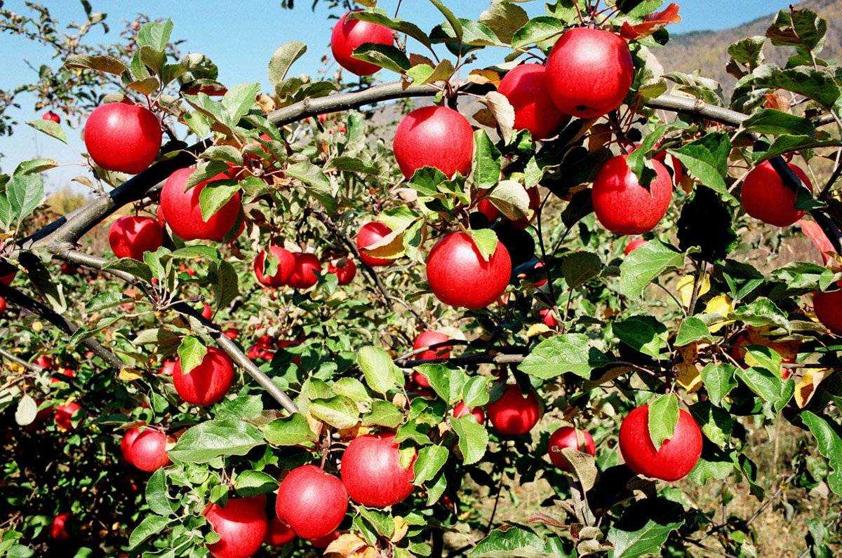 Сорт яблони апорт – описание, фото