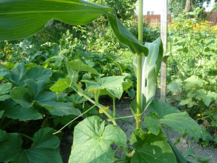 Как правильно вырастить кукурузу и огурцы на одной грядке?