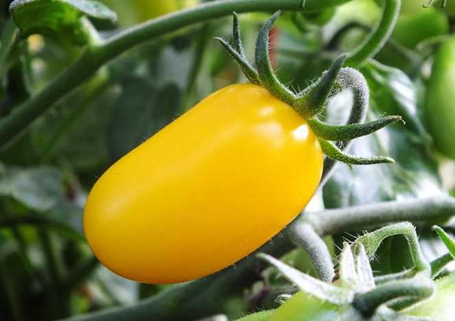 Маленький и сладкий томат «финик красный f1»: описание сорта