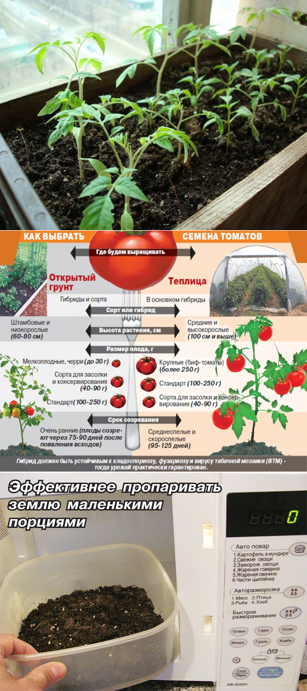 Глубина посева семян томатов