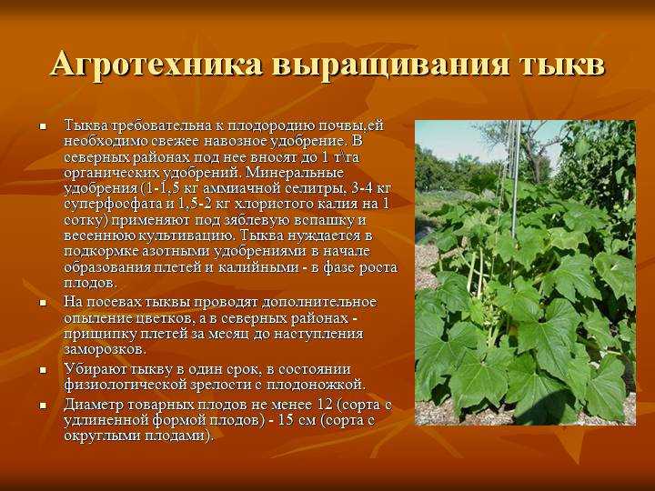 Какую почву тыква. Выращивание тыквы агротехника. Технология возделывания тыквы. Процесс выращивания тыквы. Тыквенные культуры.