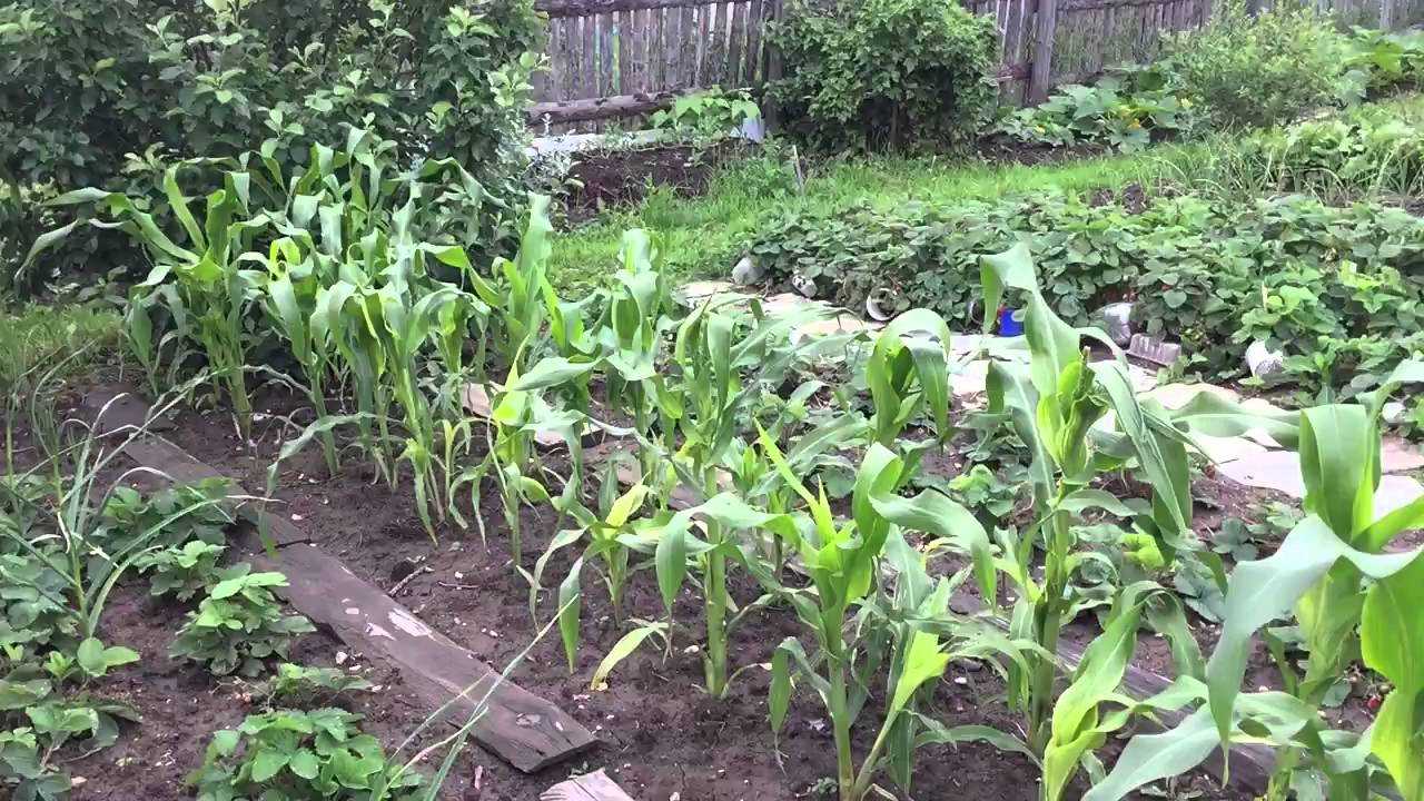 Как сажать кукурузу в открытый грунт: сроки посева, сорта, болезни и вредители