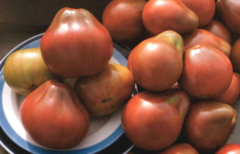 Выращивание томата японский трюфель