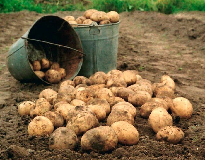 К чему снится копать картошку