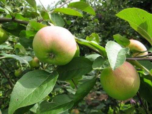 Особенности применения подвоев для яблонь
