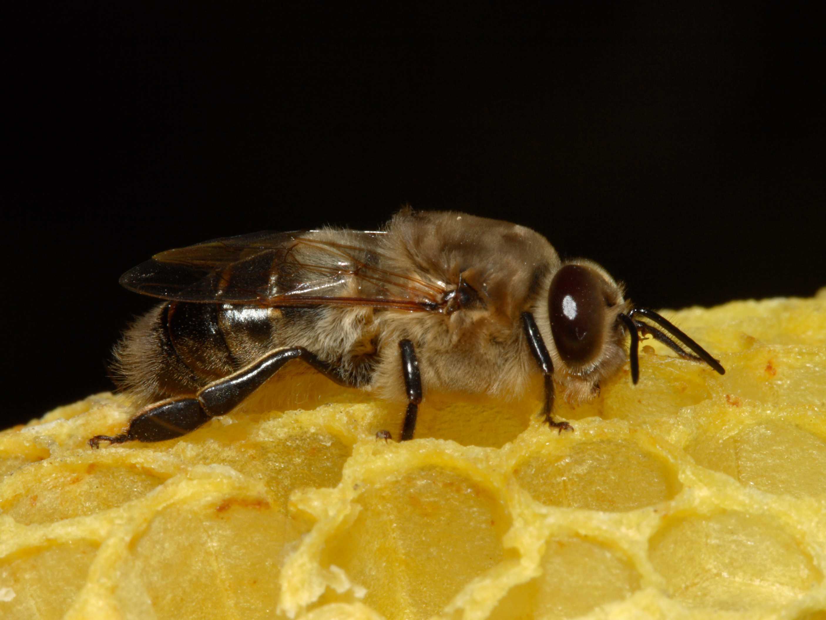 Для чего нужны трутни в пчелиной семье