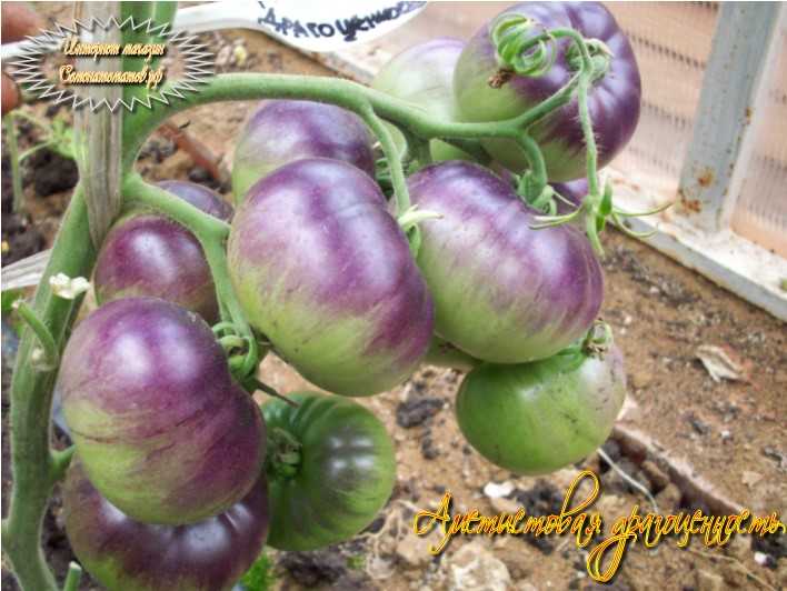 Выращивание томата аметистовая драгоценность