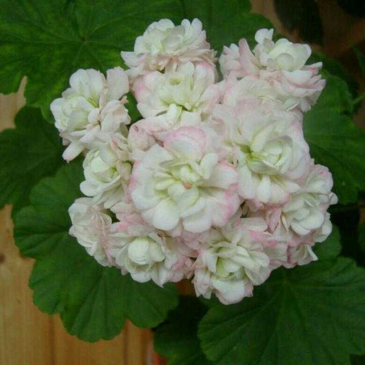 Пеларгония millfield rose