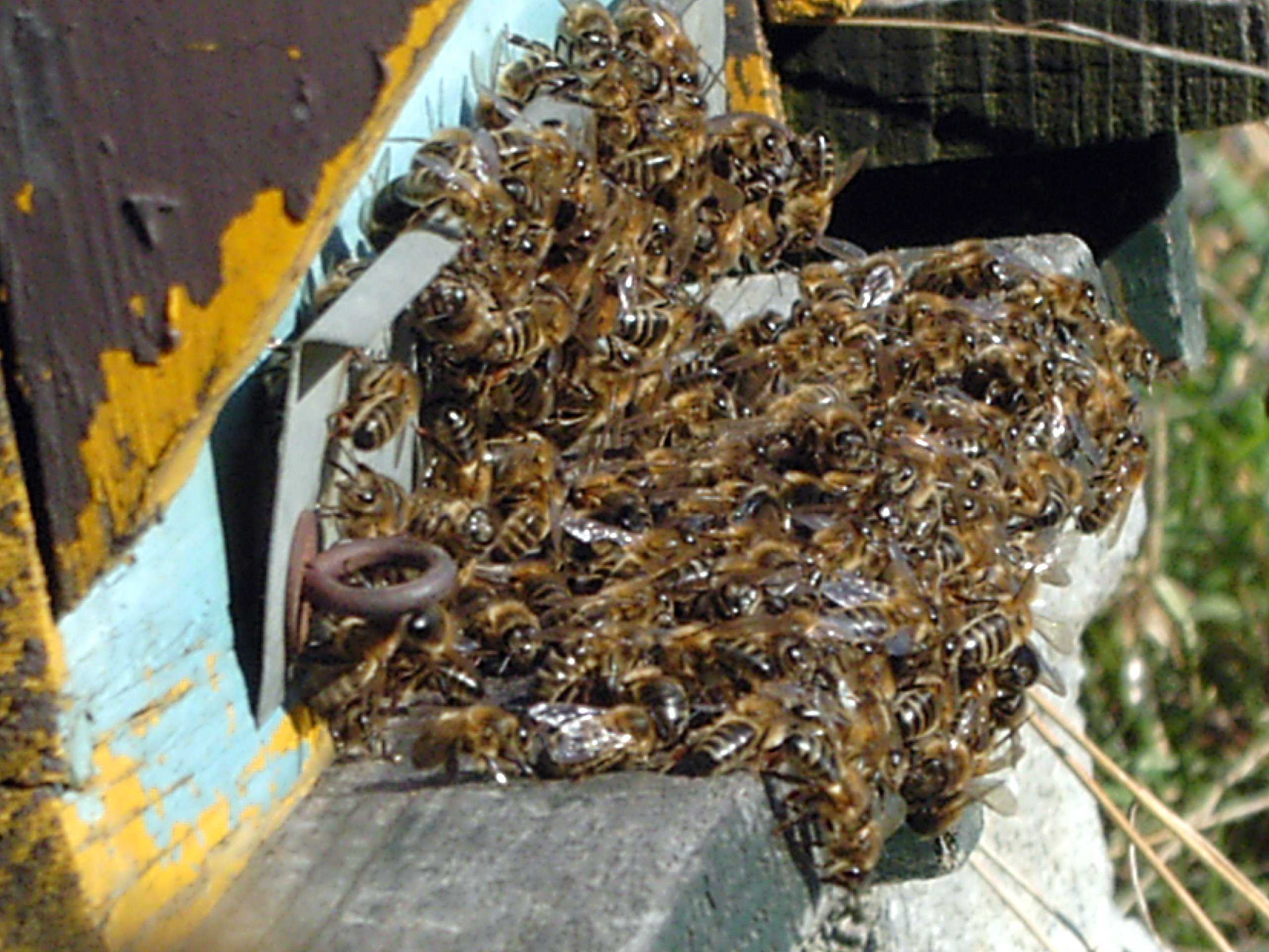 Как лечить нозематоз пчел