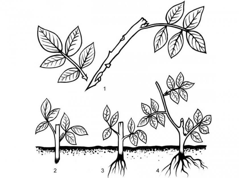 Существует несколько способов размножения сливовых деревьев черенками