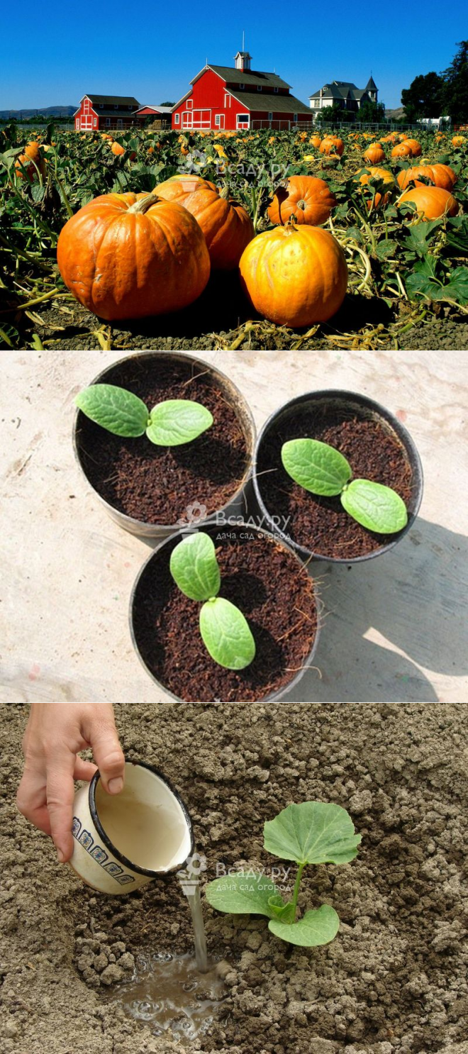 Как вырастить хороший урожай тыквы?