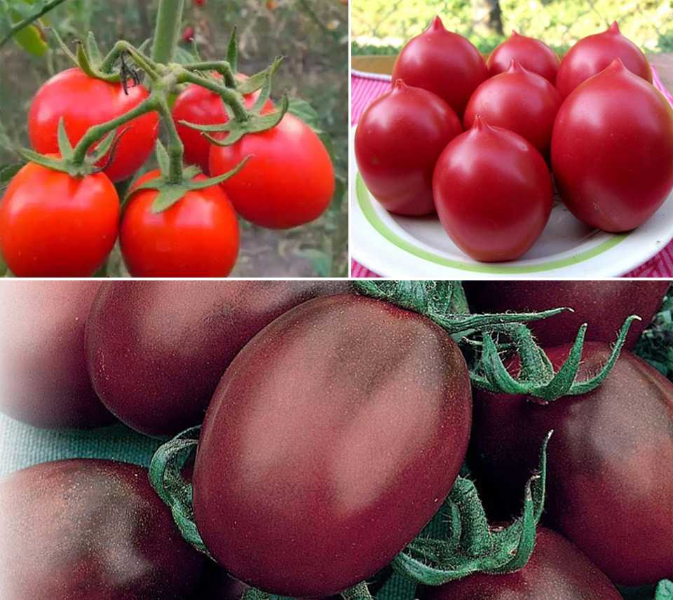 Томат "де барао царский": описание и характеристики сорта, особенности выращивания розовых помидоров