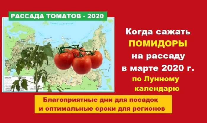 Когда пикировать рассаду томатов