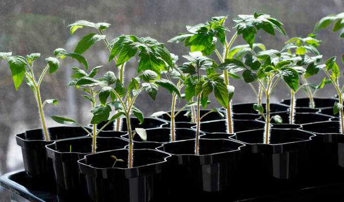 Как самостоятельно приготовить стимуляторы роста для растений