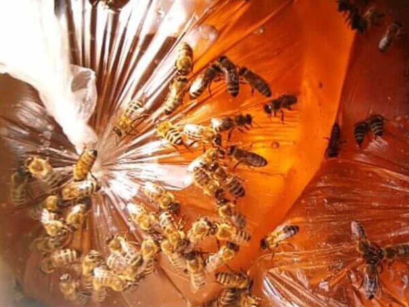 Подкормка пчел весной сахарным. Подкормка пчел. Весенняя подкормка пчел. Подкормка пчел сахарным сиропом. Подкормка пчел на зиму сахарным сиропом.