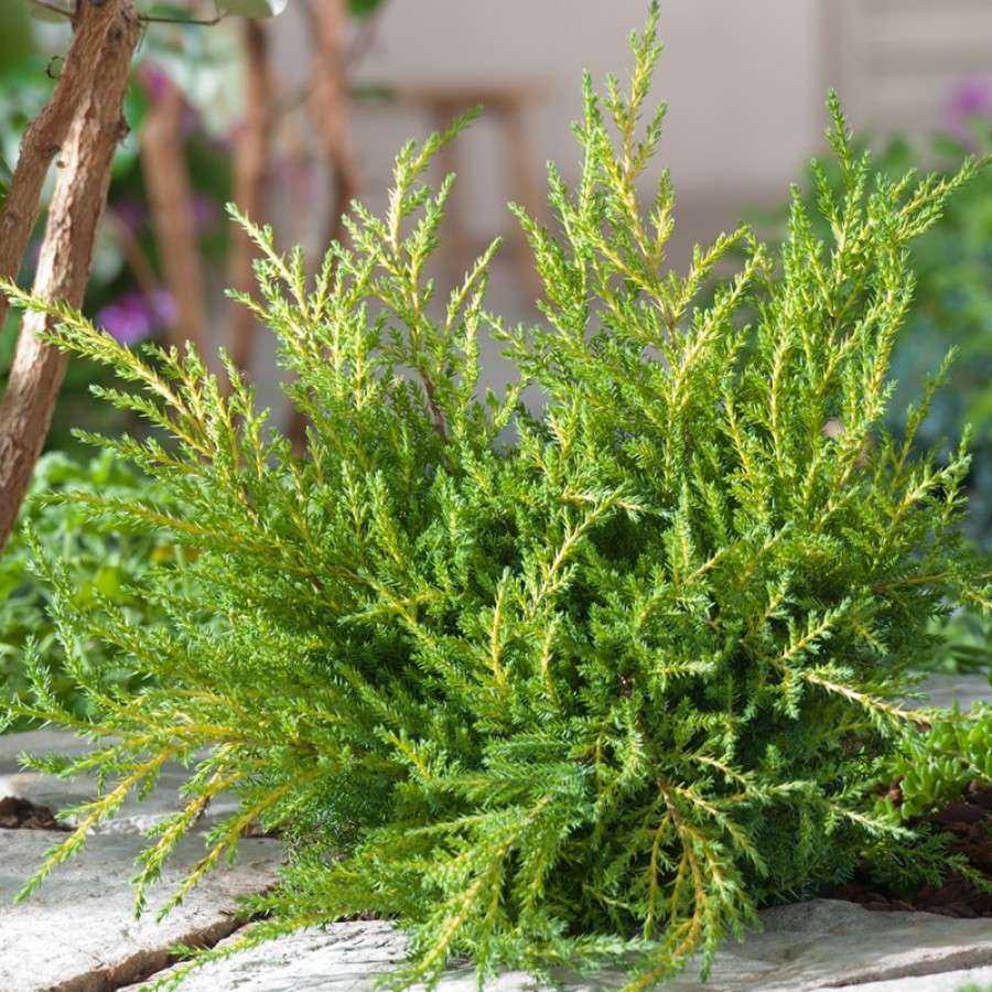 Можжевельник обыкновенный голд кон (juniperus communis gold cone)