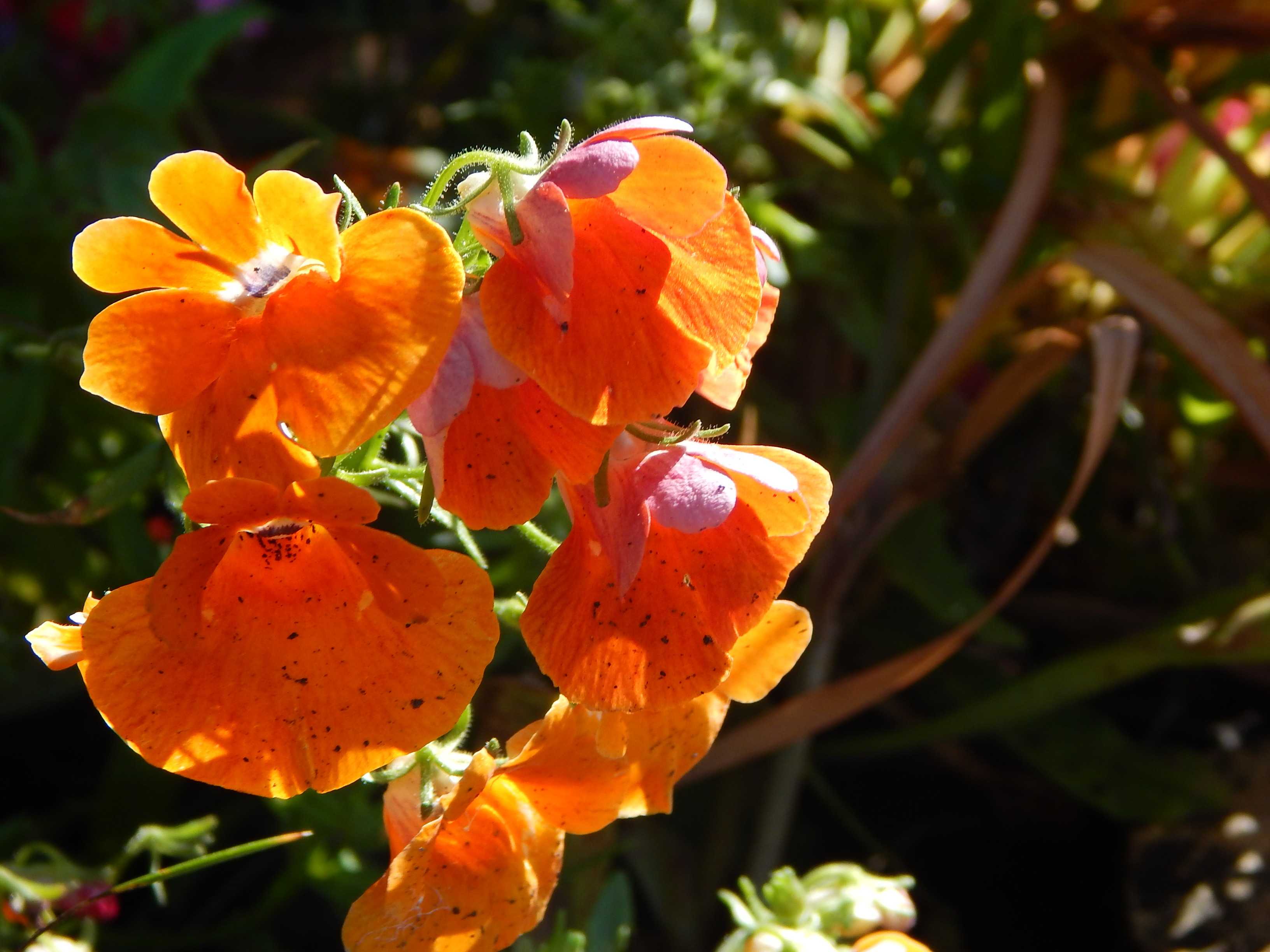 Цветок  немезия : описание, фото, выращивание из семян, посадка и уход