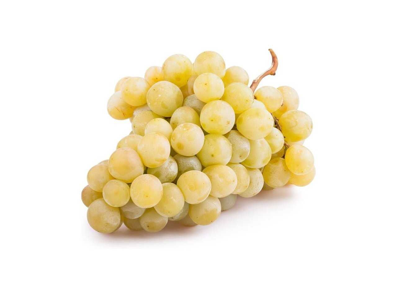 Виноград "мускат белый": описание сверхраннего сорта, его особенности и характеристики