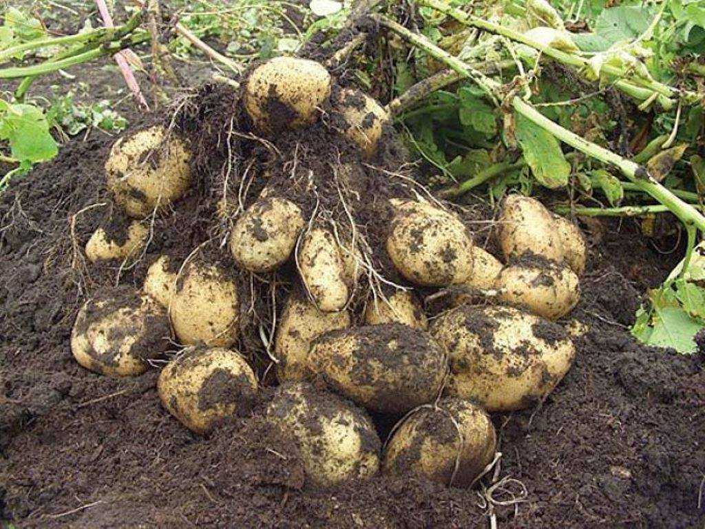 Сорт картофеля «зорачка» – описание и фото