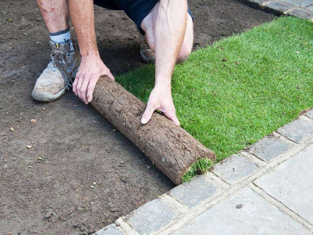 Как сделать газон на даче своими руками — мастер-класс от эксперта