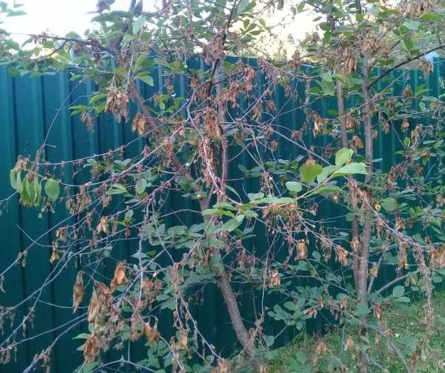 Коккомикоз вишни — угроза вашему саду
