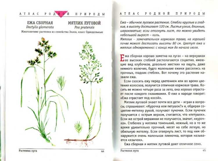 46 лучших луговых растений и цветов для выращивания на даче: названия и фото