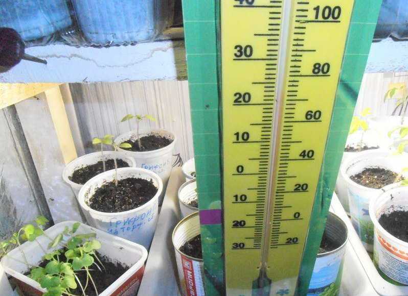 Какая температура нужна для выращивания