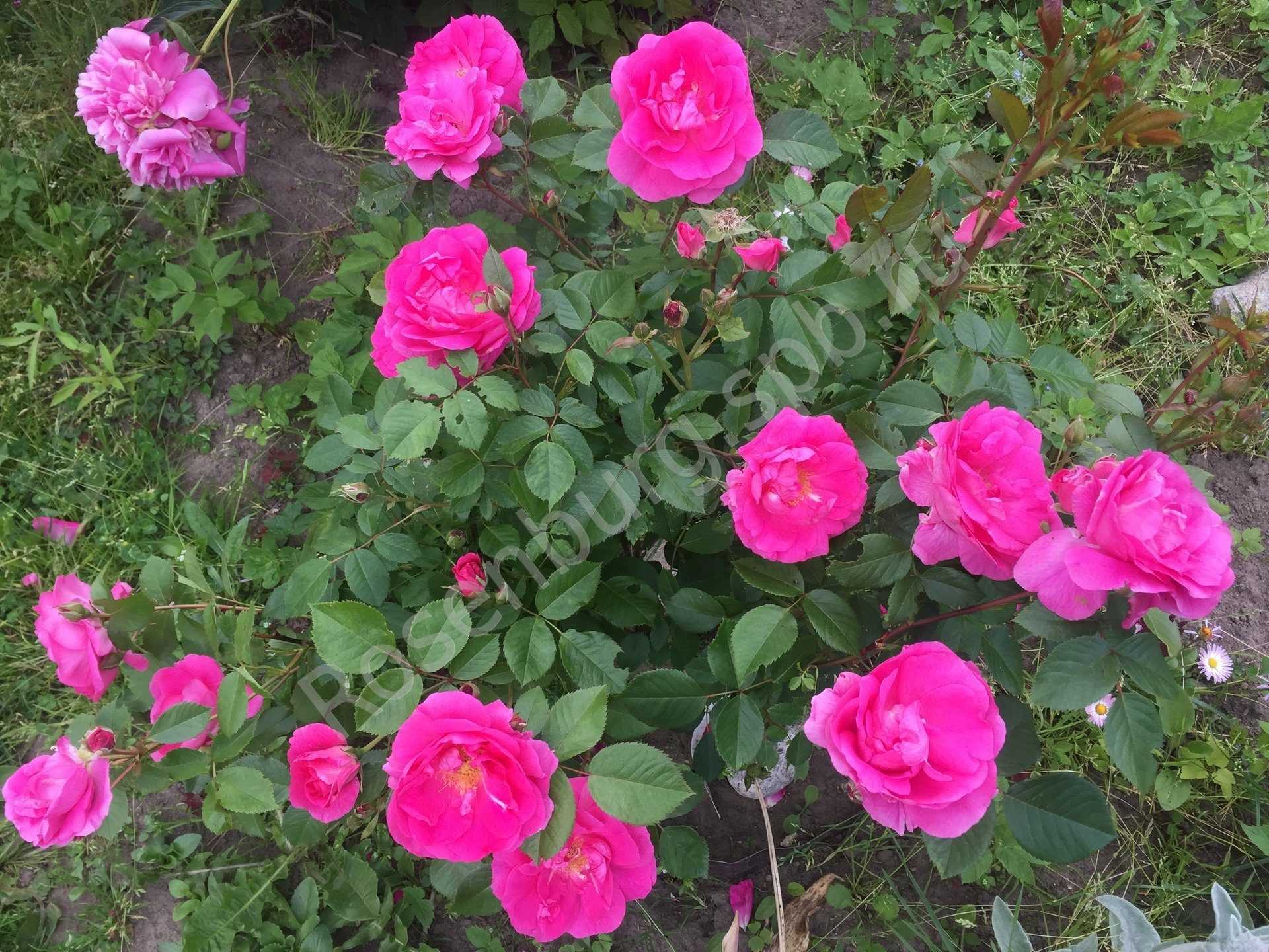 О розах канадских парковых: описание и характеристики разновидностей и сортов