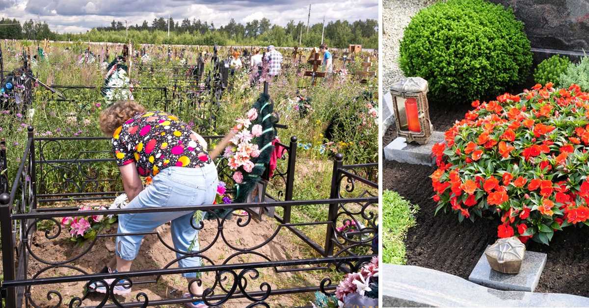 Подробное описание цветов, которые можно посадить на кладбище