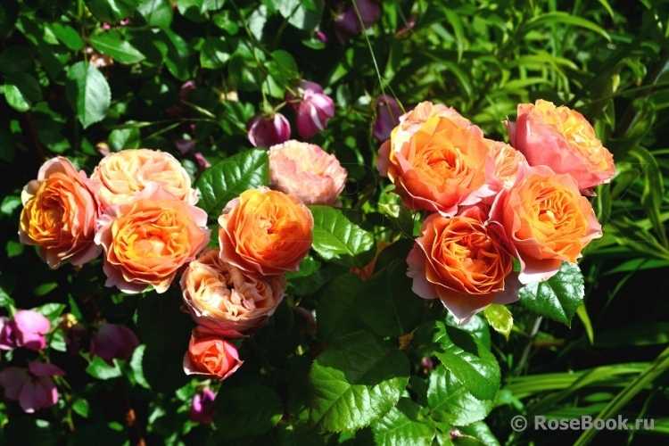 Агротехнические тонкости выращивания розы осиана: уход за чайно-гибридным сортом