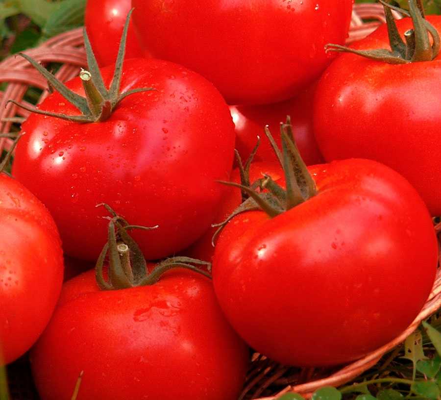 Семена сорт томатов семена помидоров афродита