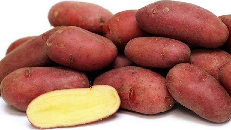 Картофель ред скарлетт — фаворит среди ранних сортов
