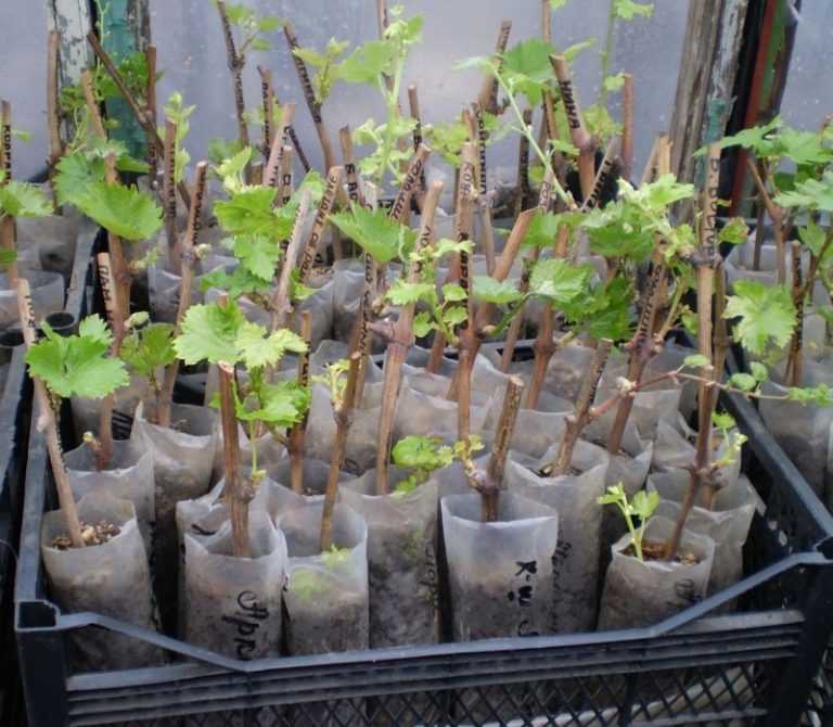 Саженцы винограда из черенков: заготовка, хранение посадочного материала, проращивание и уход