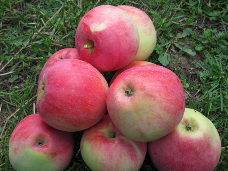 О яблоне Строевское: описание сорта, характеристики, агротехника, выращивание