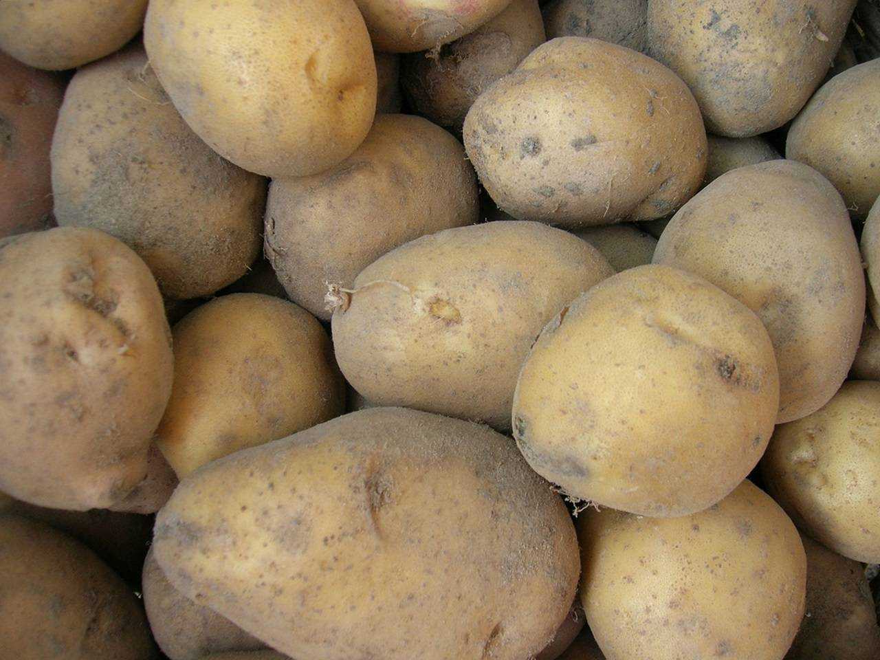 Рамона картофель характеристика. описание сорта