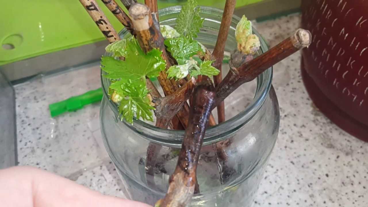 Размножение винограда черенками весной