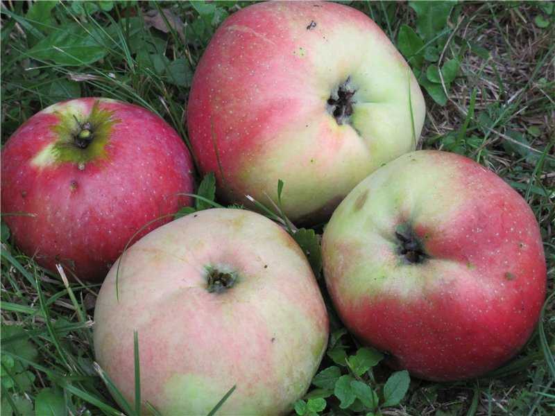 Подробное описание сорта яблок штрифель