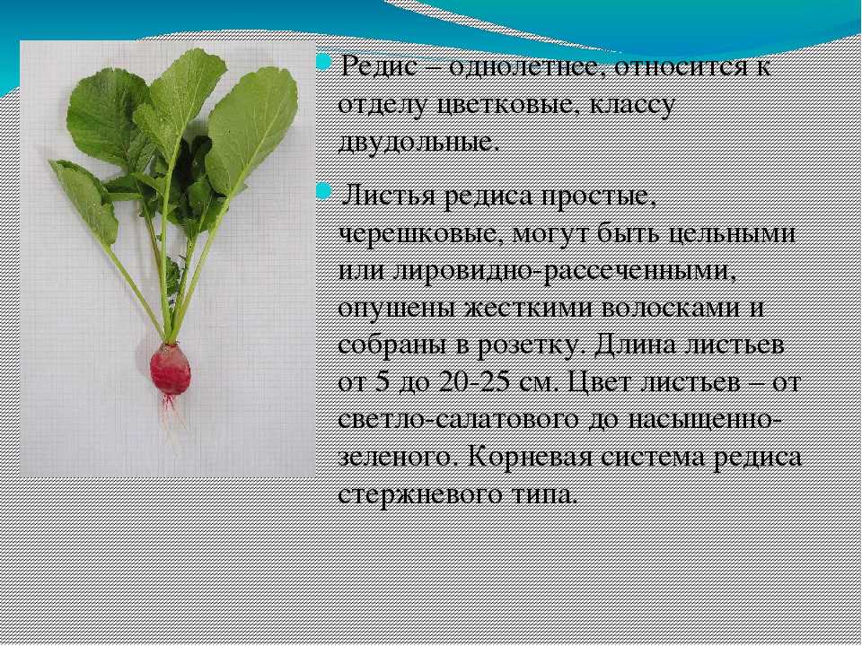 Кому космонавт поляков преподнес цветок редиса. Редис классификация редиса. Крестоцветные редис. Описание редиса.