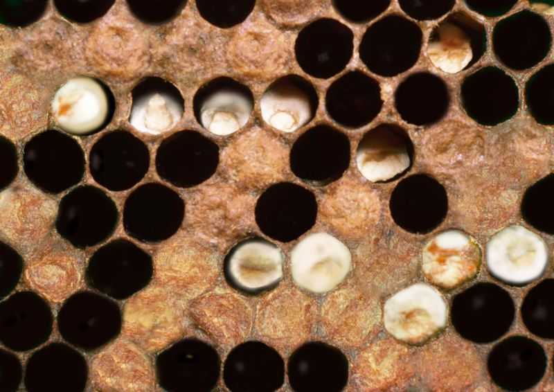 Лозеваль: инструкция по применению для пчел