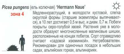 Ель колючая picea pungens