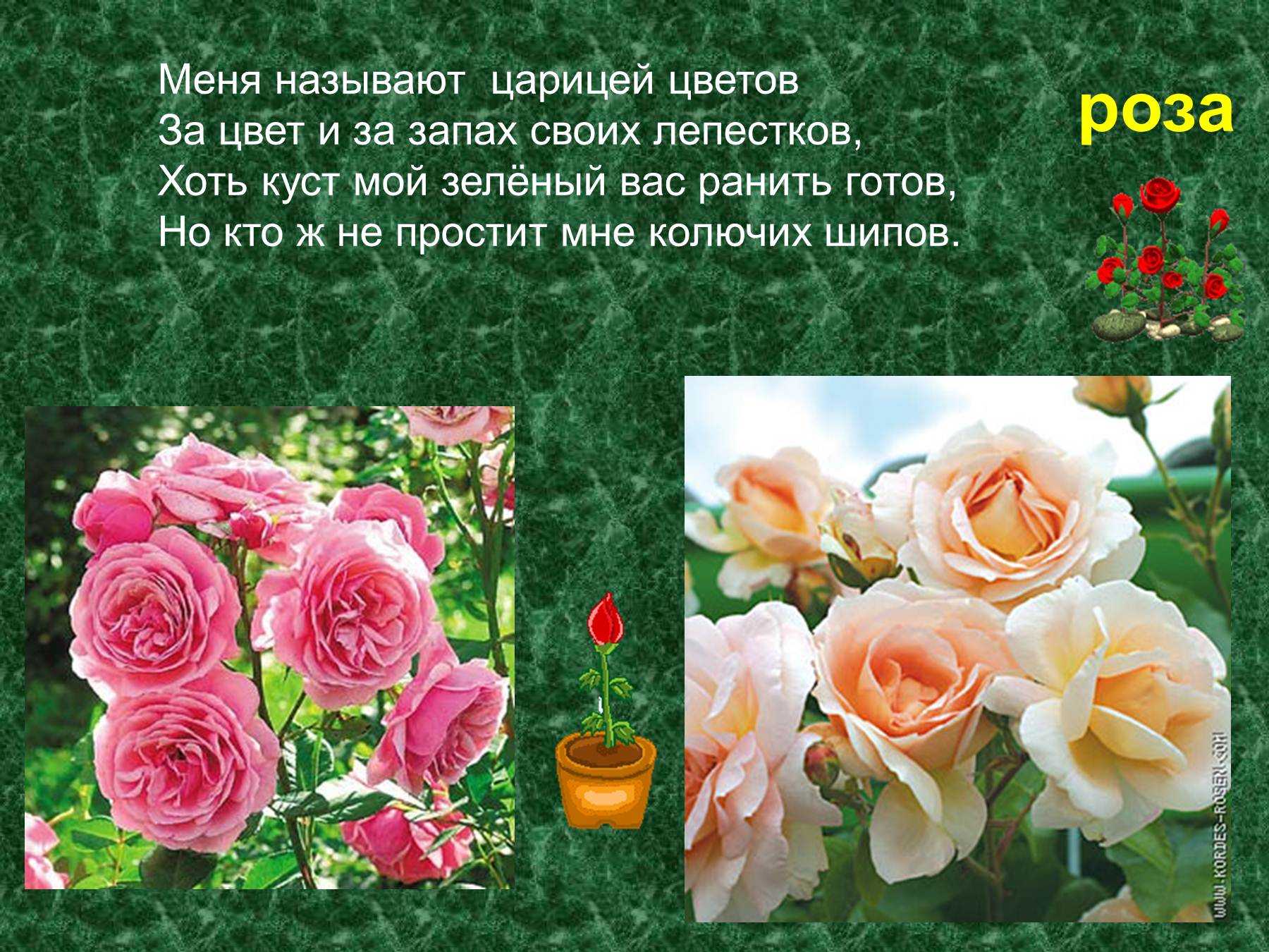Информация о цветах памяти. Описание розы. Розы для презентации.