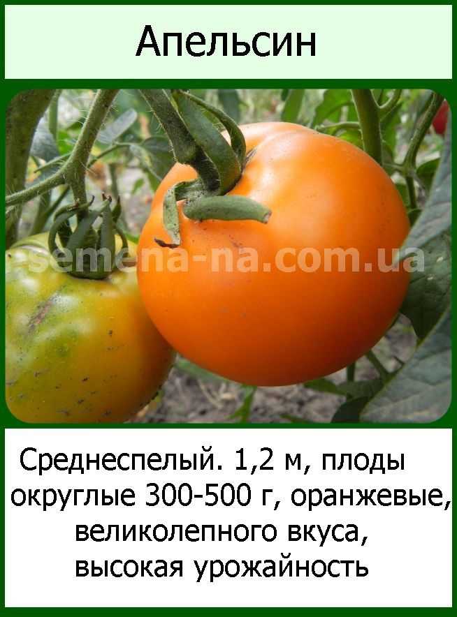 Томат апельсин: описание сорта и 3 правила выращивания