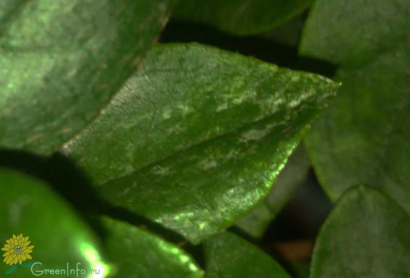 Описание рододендрона calsap, особенности сорта
